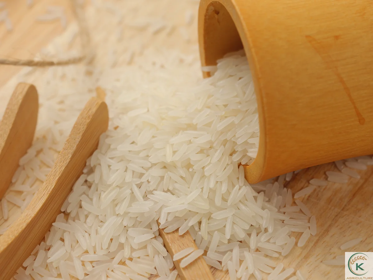 Best Cheapest Price  Vietnam Rice St24 October 2021 Whole Sale For Export