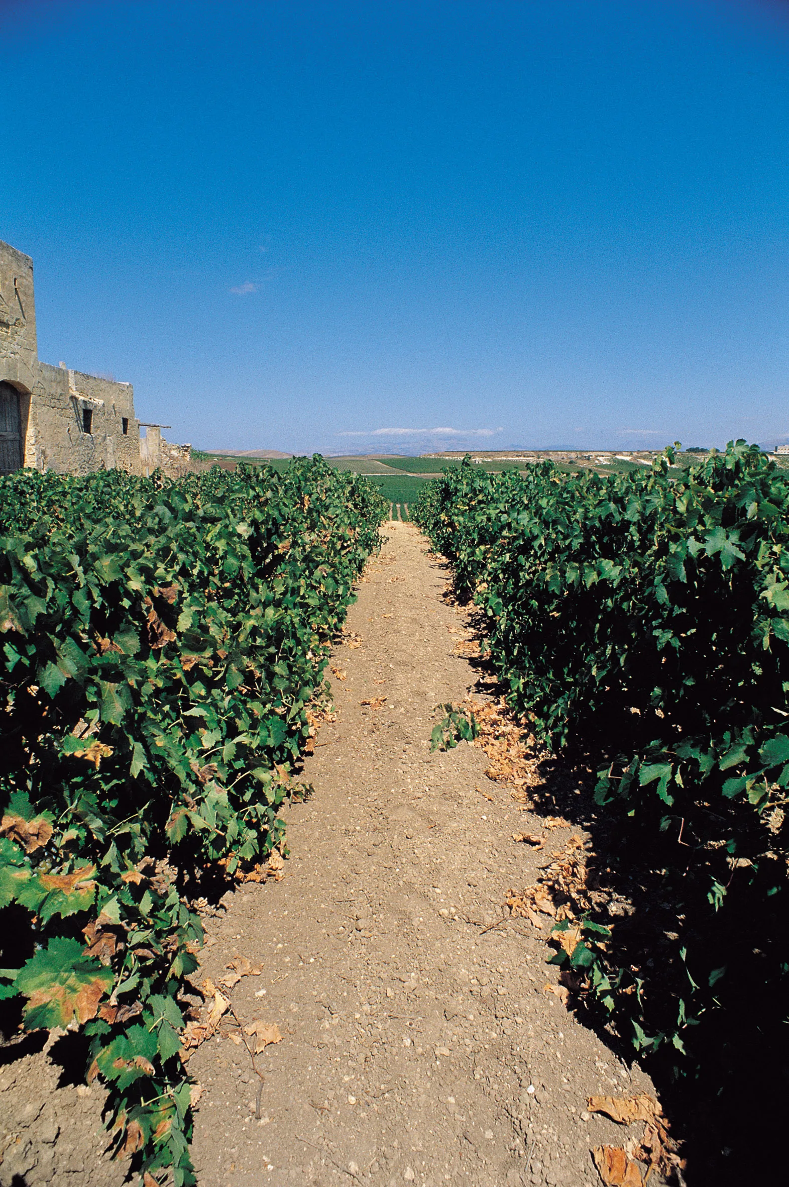 
Italian Flavoured Dessert Liqueur Wine ALMOND CREAM (Almond Taste) 