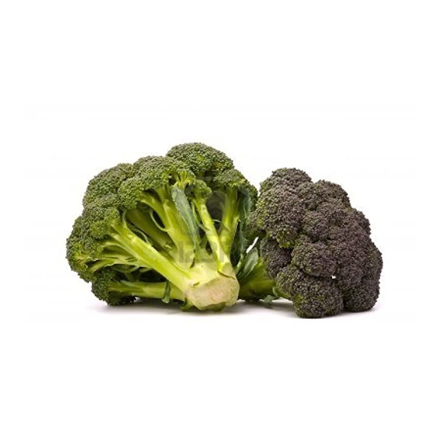 Горячая Распродажа высокое качество свежий брокколи новый урожай хорошая цена овощи