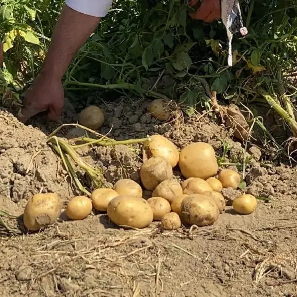 HIGH QUALITY Fresh Potatoes  - TURKEY (Antalya) 2022
