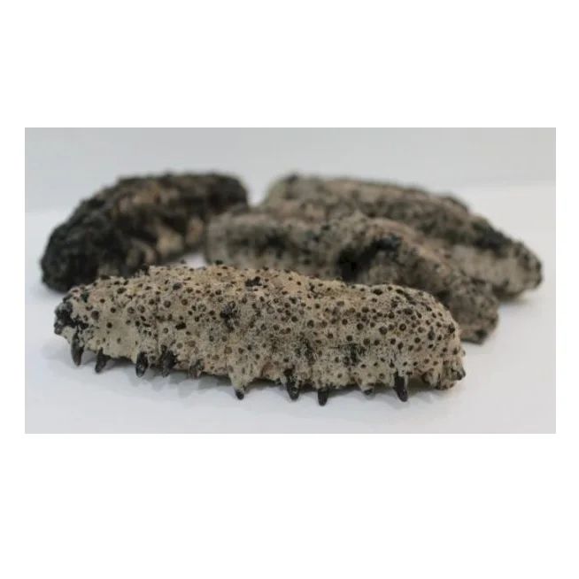 SUPPLIER DRIED SEA CUCUMBER HIGH QUALITY WHITE TEAT FISH CHEAP PRICE ELEPHAN TRUNKFISH FROM VIETNAM