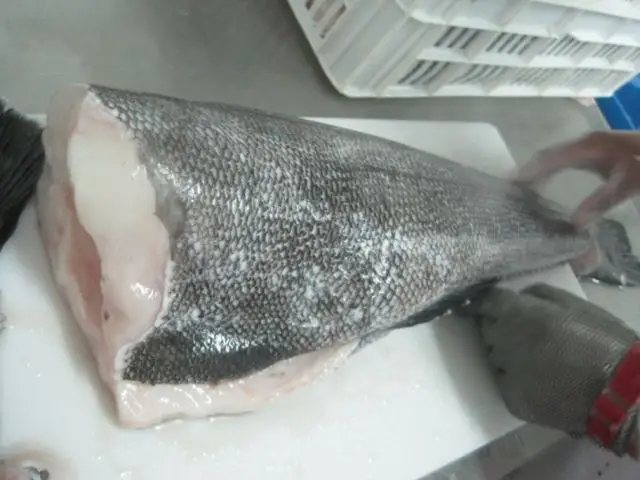  Свежий морской окунь Замороженный