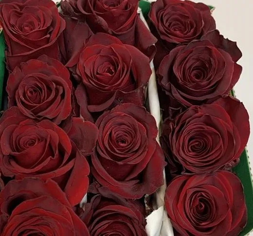 Premium quality Real  fresh cut flowers  red roses variety Explorer  70 cm natural not artificial decorative flowers