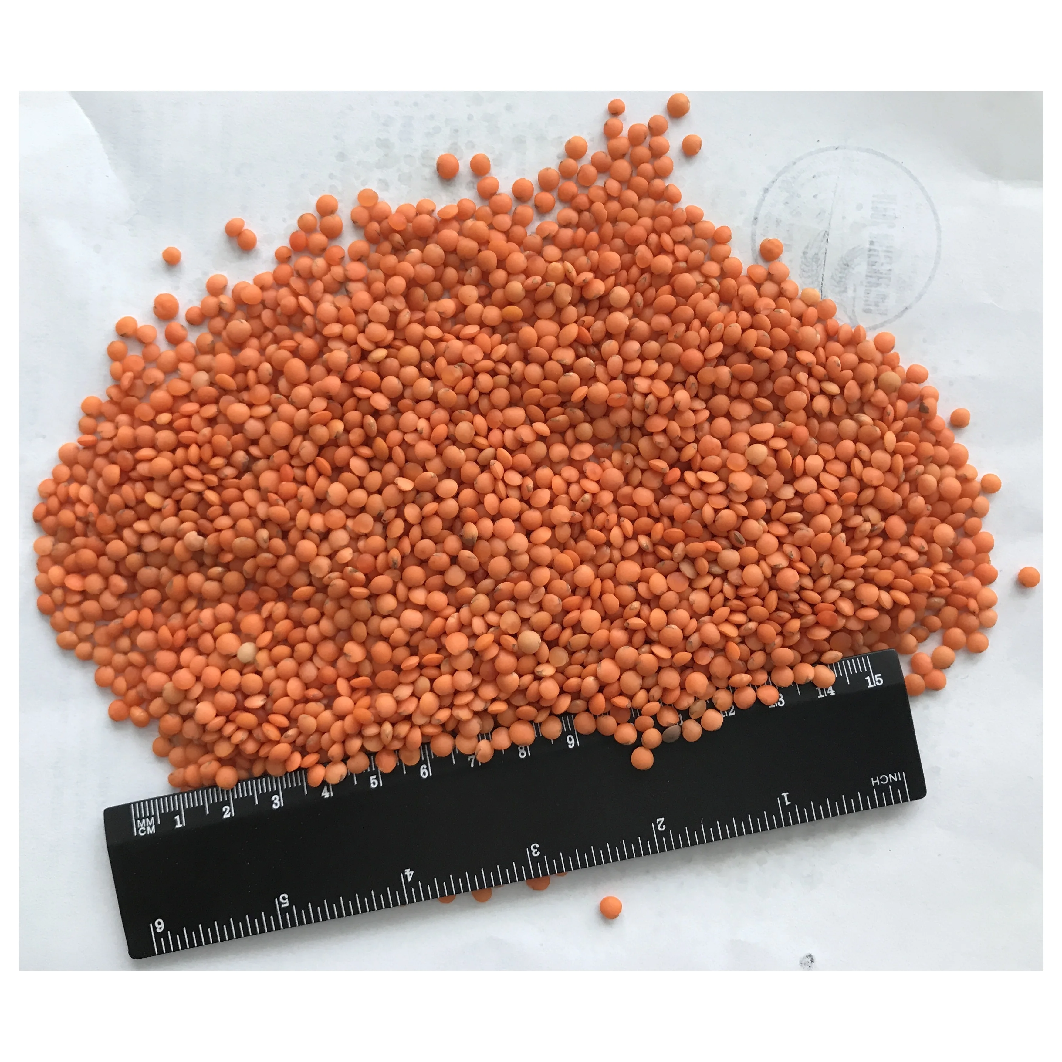 
Whole red lentils for human consumption 