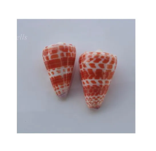 Речная ракушка Mussel Half Shell-яркий цвет натуральных ракушек по хорошей цене