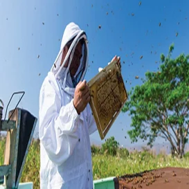 1000 г Longan Flower Bee Honey Таиландская дикая королевская