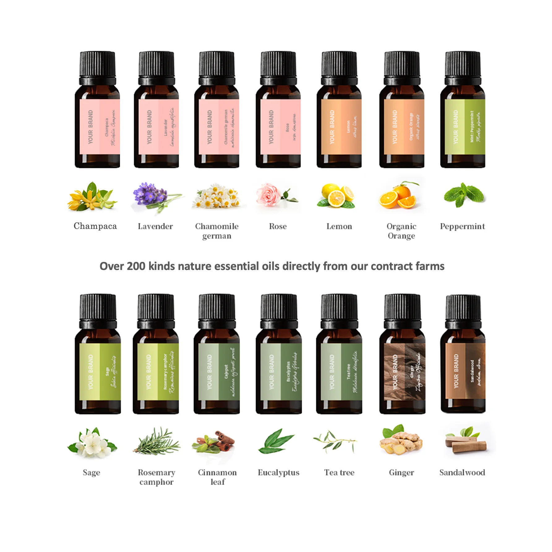 essential oil rosemary