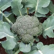 
Good Price 100% Maturity New Crop High Quality Hot Sale Fresh Viet Nam Broccoli Frozen Storage 