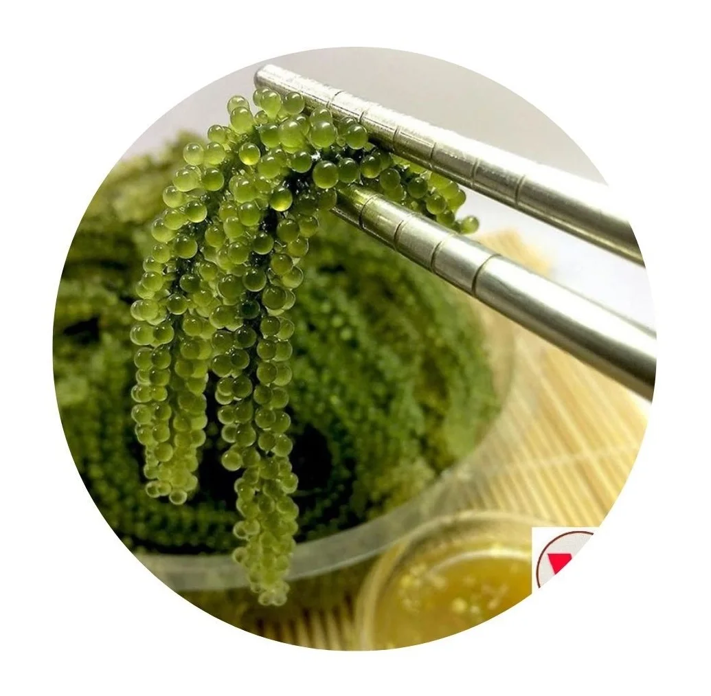 
BEST SELLER LATOK SEA GRAPES/CAULERPA LENTILLIFERA/BADAPODO Ms.Lucy +84 929 397 651 