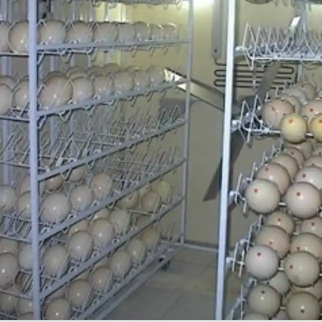 Fresh Table Eggs(Brown and White Shell Chicken Eggs)