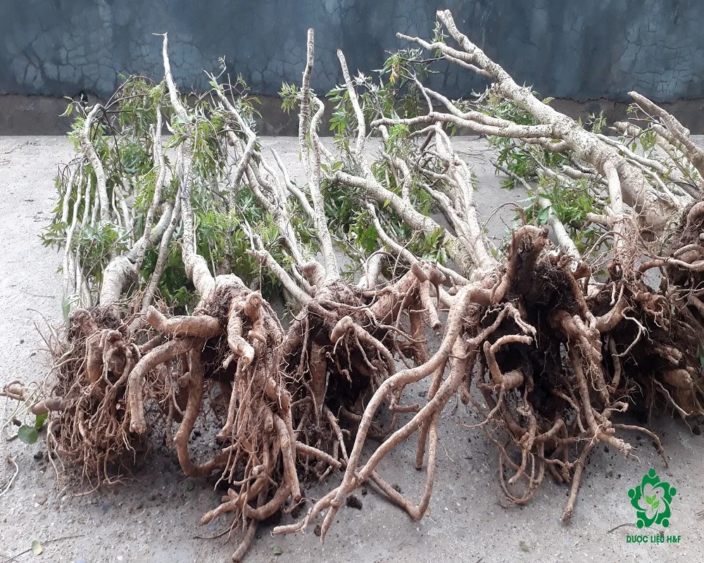 High Quality Ming Aralia Vietnamese Ginseng 100% Purity with Root and 30 cm Long of Main Stem