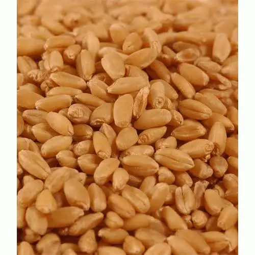 HIGH GRADE WHEAT FOR SALE