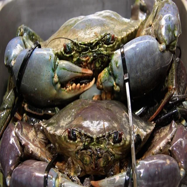 Great Quality Live Coconut Crab / Live Mud Crabs / Live King Crab
