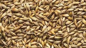 
Natural Raw Barley Malt Human Consumption Animal Feed 
