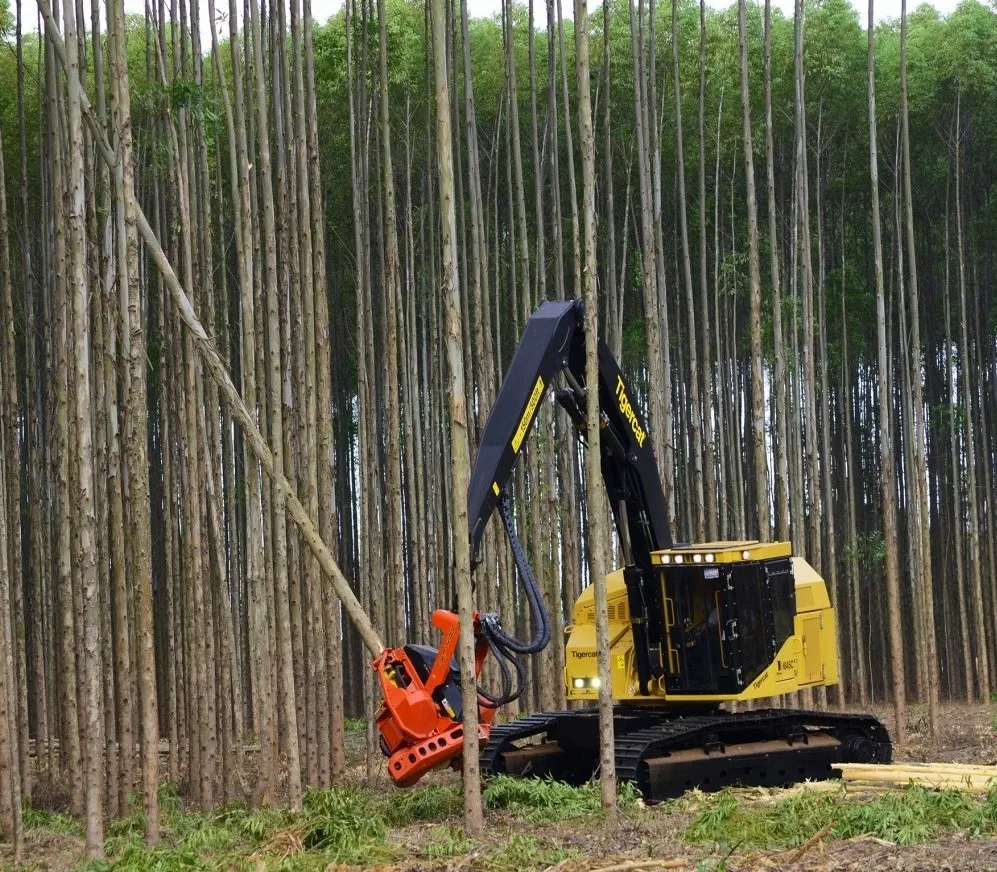 FRESH CUT EUCALYPTUS GRANDIS LOGS FOR SALE
