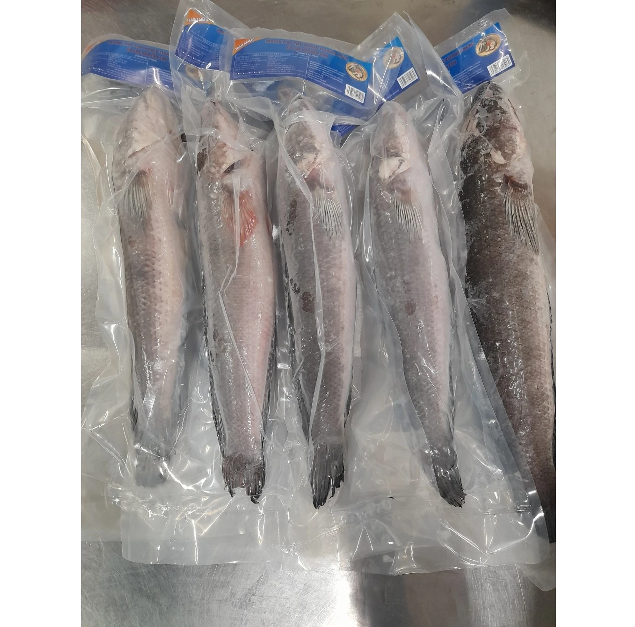 Best Selling Wholesale Frozen Fresh Mud Fish Whole Cleaned Head Channa striata made in Vietnam High Quality Frezze