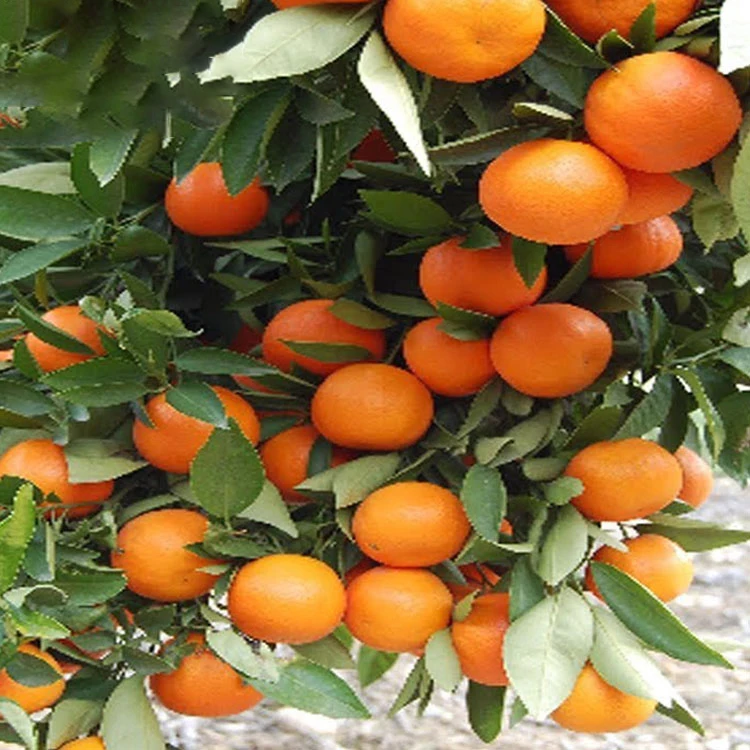 Fresh Pakistani Baby Mandarin Orange Export to Russia