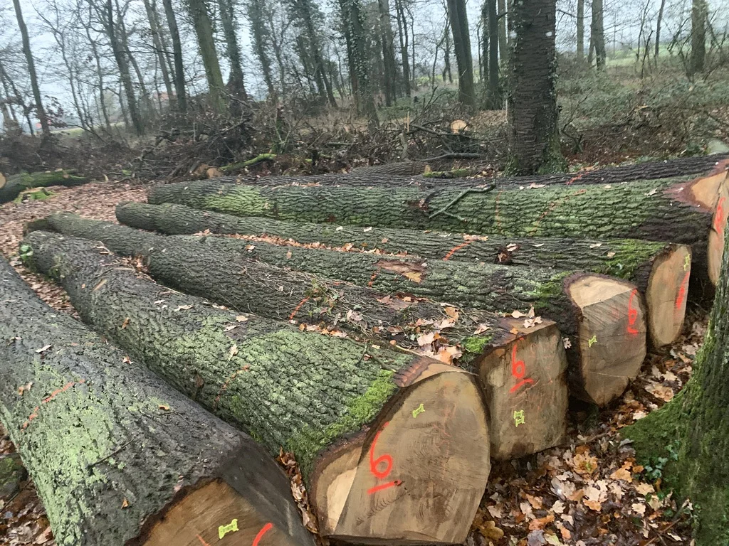 
European White Oak Round Logs 