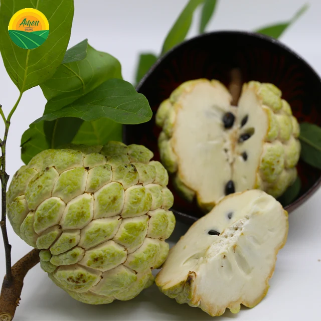 SWEETSOP Organic Fresh Organic round Fresh Fruit High Quality and Cheap Price Sweet Taste Tropical Apple for Food Use