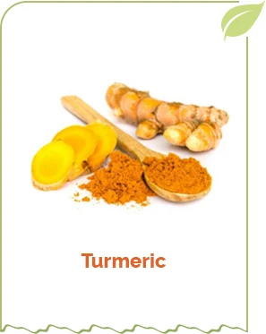 Organic Traditional Ayurvedic Medicine Turmeric Root Powder Curcuma Longa Golden Spice from India Turmeric fingers