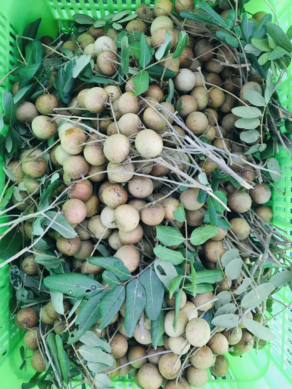 Best Price New Crop Organic Natural Fruit Ripe Maturity Fresh Brittle Meat Dimocarpus Longan From Vietnam Manufacturer