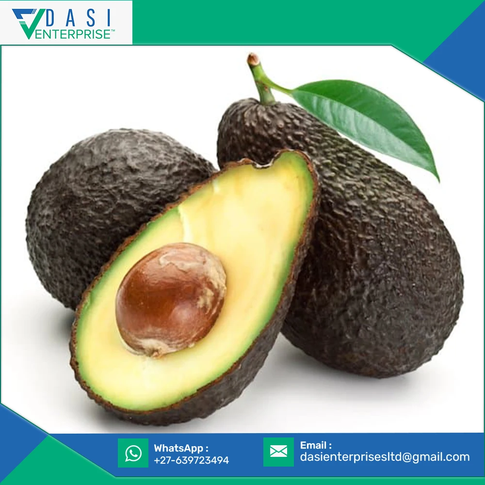  Hot Bulk Selling Of Natural Harvested Green Matured Fresh Avocado From South Africa At Less