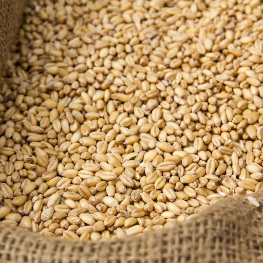 Indian Milling Wheat Non GMO Grain Agricultural Crop