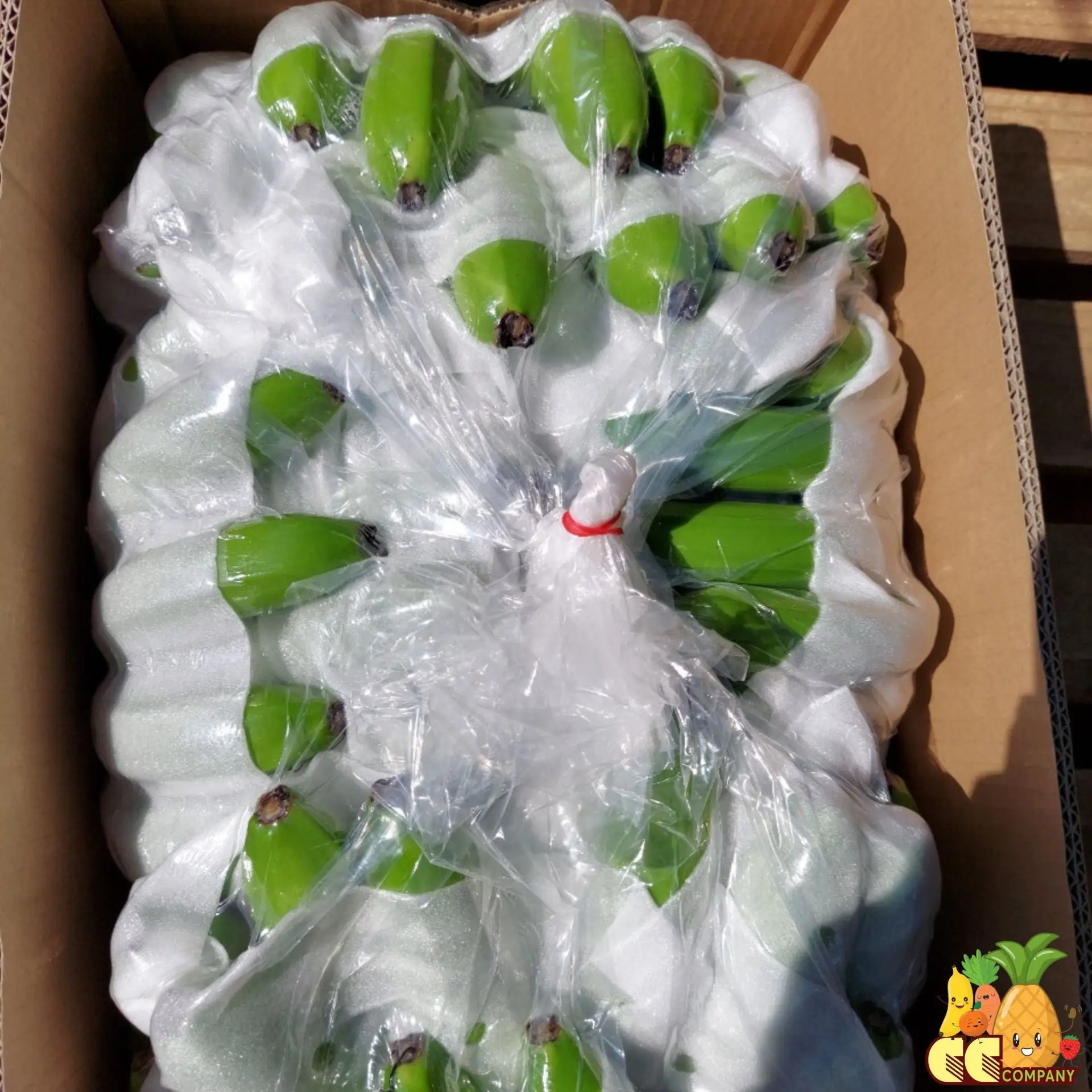 Cavendish Bananas High Quality Fresh Green Tropical Banana