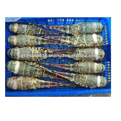 Frozen Lobster Frozen Lobster Tails Fresh Live Lobsters Canadian OEM Key Bulk Style Packaging Weight Shelf Origin Type Life Size