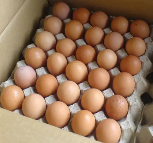Chicken Eggs Ostrich Eggs, Chicken Eggs, Turkey Eggs Fresh Table Eggs Brown And White Farm