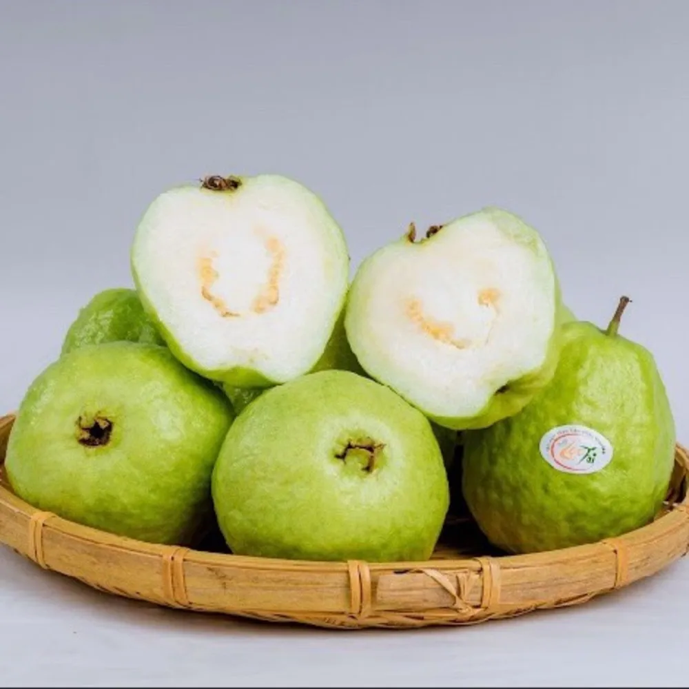Sweet and Juicy Green Fresh Taiwan Guava Organic Fresh Guava From Vietnam