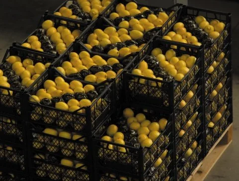 HIGH QUALITY Fresh Lemon - TURKEY (Antalya) 2022