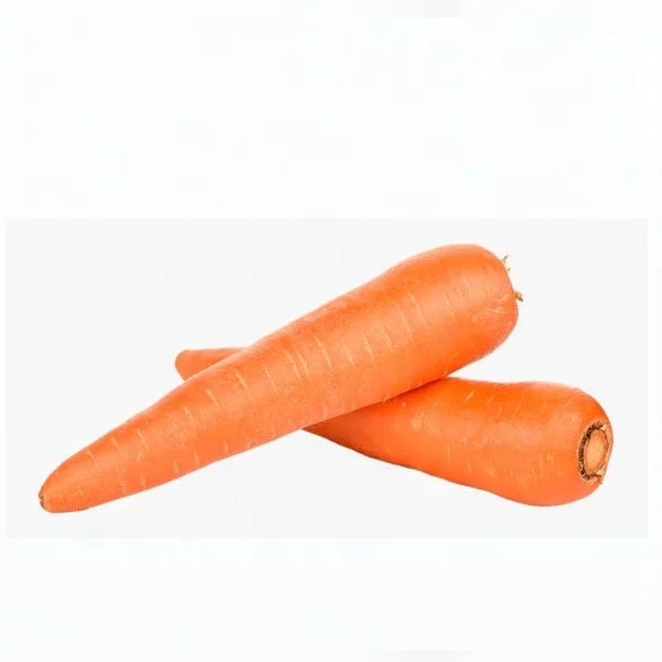 
New crop fresh carrot 