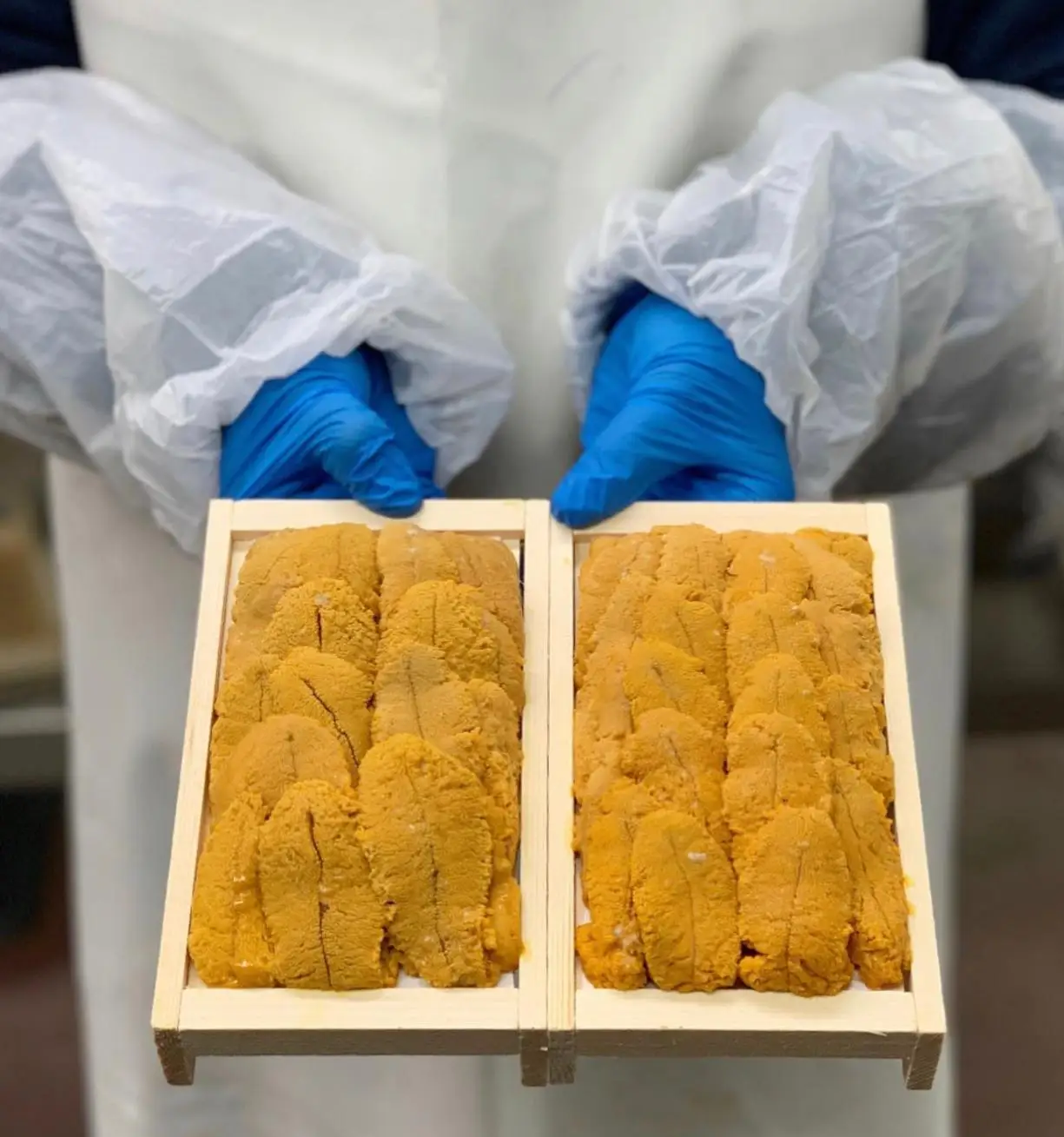 frozen and fresh sea urchin for sale