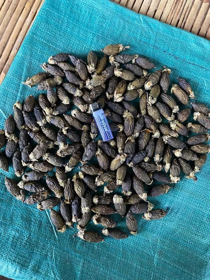 BETEL NUT FRESH ARECA