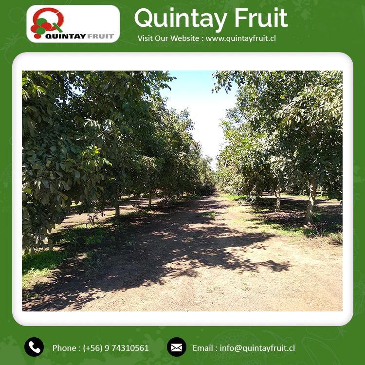 Шелковистые недорогие грецкие орехи по оптовой цене высококачественные шелковистые с дополнительной легкостью