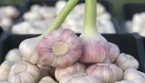 100% Natural Egyptian Fresh Red Garlic for export worldwide