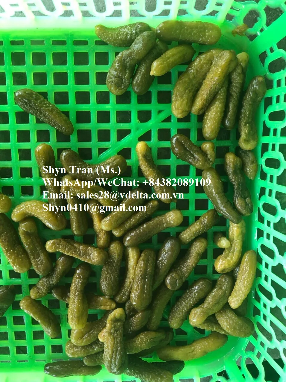 Pickled Baby Cucumber // Gherkins, Cornichon //Shyn Tran +84382089109