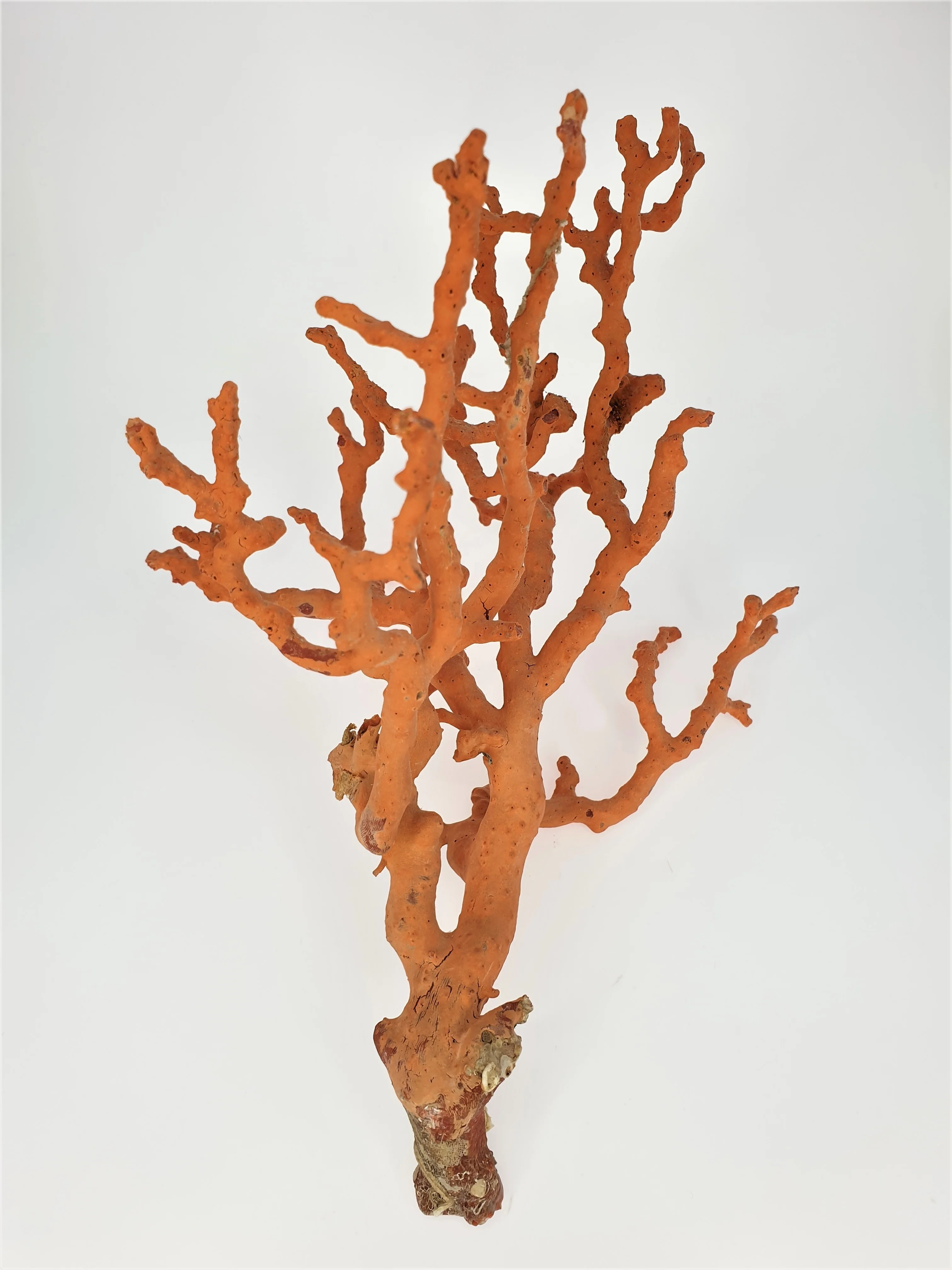 
RED CORAL Branch Specimen #12 Branch Natural Shape Natural BRANCHES AA TOP GRADE Decoration 27x20cm 181 GR Decorations Ect 27CM 