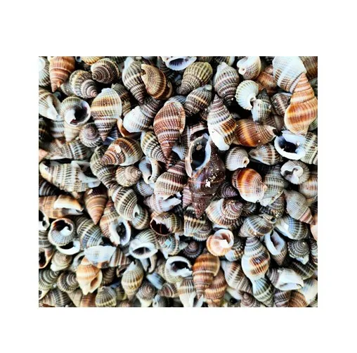 Речная ракушка Mussel Half Shell-яркий цвет натуральных ракушек по хорошей цене