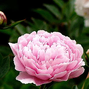 Оптовая продажа свежие настоящие цветы Высококачественные режущие