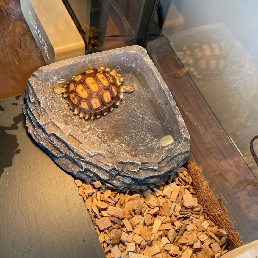 Food/Water Reptile Rock  Corner Bowl.Tortoise Food Water Dish Feeder Bowl