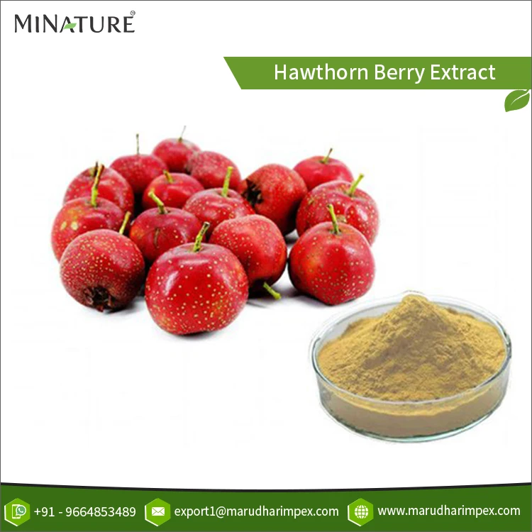 100% Pure Finest Quality Natural Hawthorn Berry Fruit Herbal Extract Powder from Wholesale Supplier