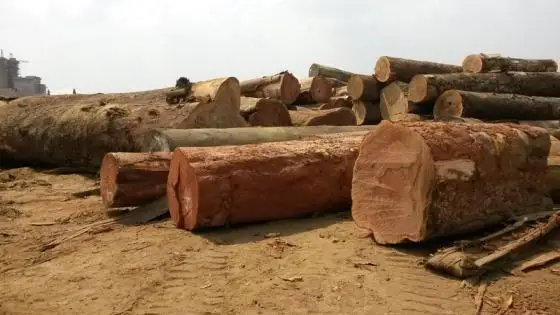 Wholesale Supplier Doussie Wood Logs For Sale In Cheap Price Bulk Doussie Wood Logs