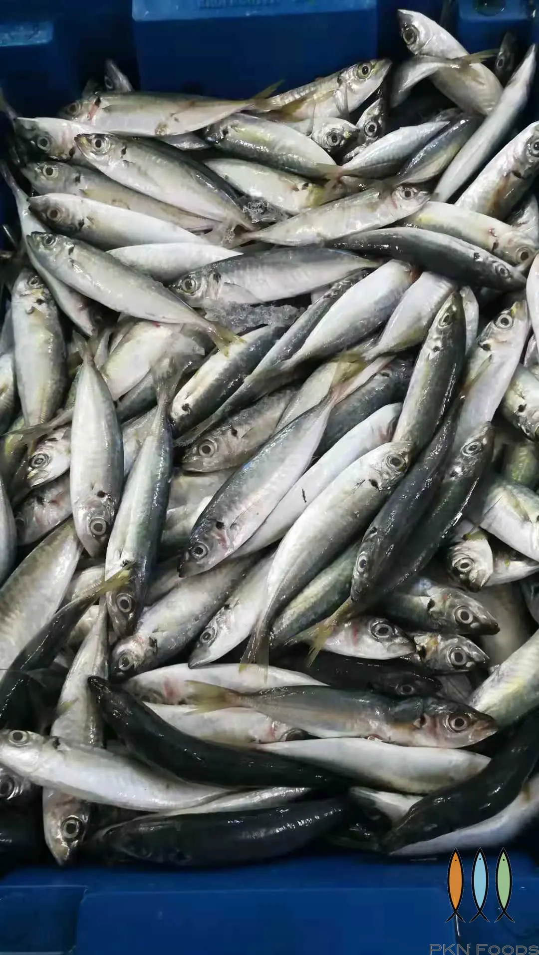 Frozen Round scad HGT for market canned fish From Viet Nam -  cheapest price, high quality