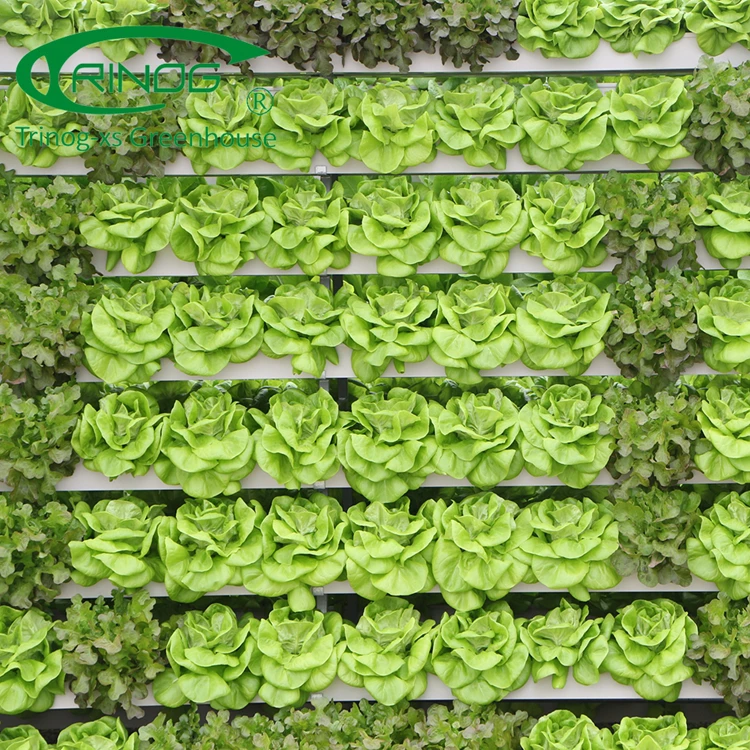 Trinog greenhouse NFT system Vertical A shelf hydroponics lettuce growing slot for greenhouse