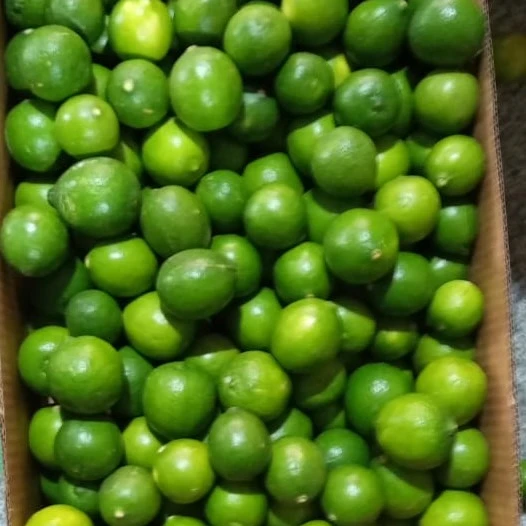 Fresh Green Indian Lemon