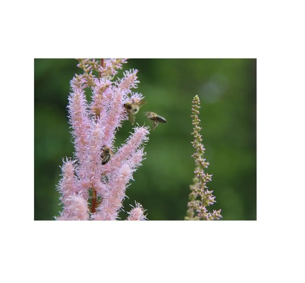 1 kg Natural floral Forest Honey