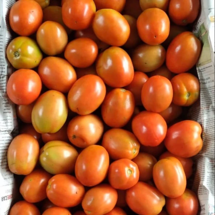 
 Гибридные семена томатов 3030 для посева квадратного круглого пакета 10 г для Африки  