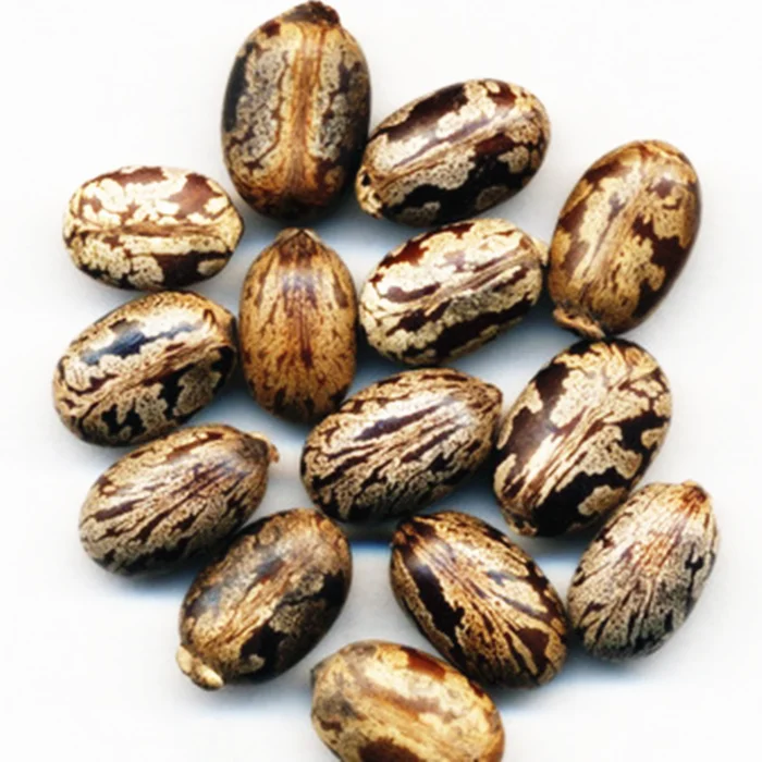 
Castor Oil Seeds For Sale High Quality Seed 